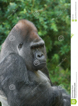 Axsoris Free Download Wallpapers Funny Quotes Big Gorilla And Html