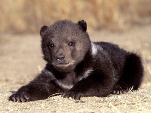 Download Grizzly Bears wallpaper, 'Grizzly Bear Cub 1'.