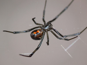 Black Widow Spider Family