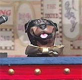 Triumph the Insult Dog Does Hawaii. Weather.
