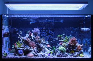Glass Fish Tank Coffee Table Funny Photoshop Fails Facebook Picture