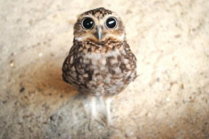 Big Eyed Baby Owl