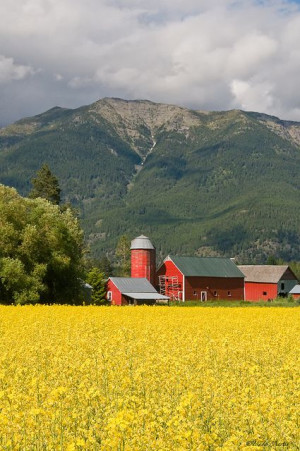 ... Bloom, Country Cabin Barns, Red Barns, Canola Flower, Country Barns