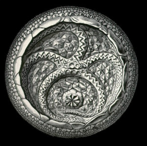 ernst haeckel