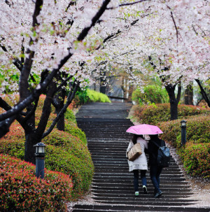 Couple walking under cherry blossom tunnel in a rainy day by BiMim