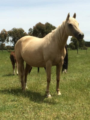Palomino Horses And Ponies