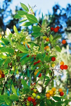 Arbutus unedo or Arbutus marina 