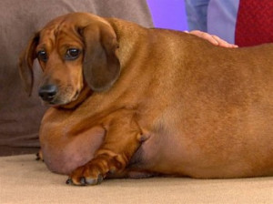 Big size dachshund dog | Dog images, dog animations, dog quotes, dog ...