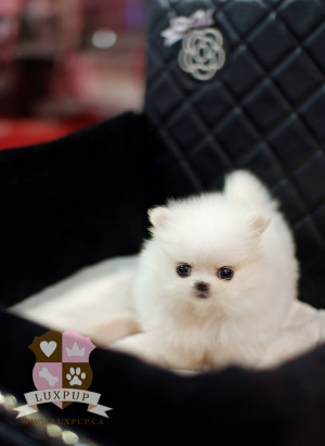 cute small fluffy dog breeds