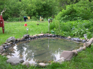 small backyard fish pond ideas
