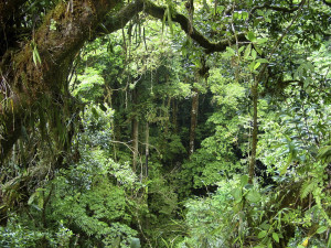 ... two types of rainforest tropical rainforest and temperate rainforest