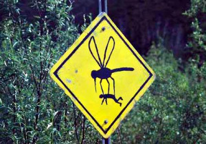 Summer Southern Skeeter Alert