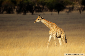 Amazing Giraffe View Animal