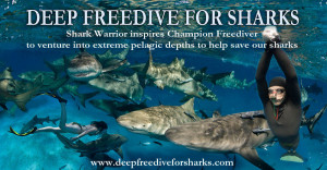 Wildlife Wednesday - Deep Freedive for Sharks