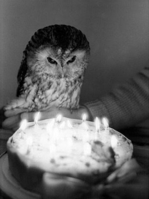 226. happy birthday mr. owl