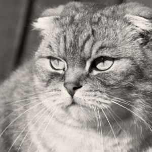 Animals___Cats_Grumpy_Scottish_Fold_cat__black-and-white_photo_045497 ...