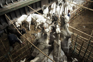 Photo: 'Cruel practice': seven cattle being lifted by ropes. (AFP ...