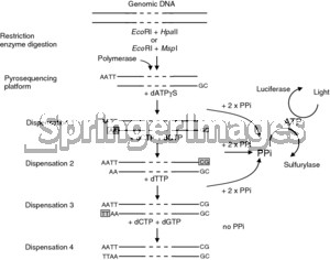 Illustrative schematic picture of the LUMA assay Restriction enzymes