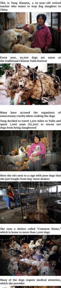 ... To Save 100 Dogs From Dog-Eating Festival | Funny Pictures and Quotes