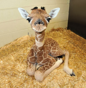 30 Baby Animals That Will Make You Go ‘Aww’
