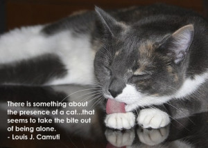 Cat Quote Images