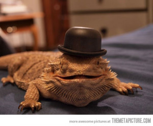Funny photos funny bearded dragon hat reptile