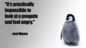 penguin funny baby chick snow cute wallpaper background