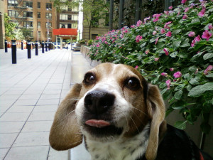 Dog Quotes: I’ll Believe It If I Smell It