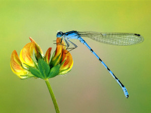 Tag: Dragonfly Wallpapers, Backgrounds, Photos,Images and Pictures for ...