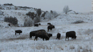 Bison often appear docile and calm but are dangerous wild animals ...