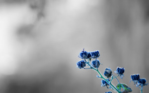 小清新朦胧意境鲜花桌面壁纸桌面壁纸2