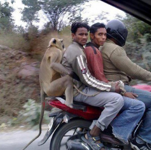 Indian Motorcycle and a Monkey – Funny Photo