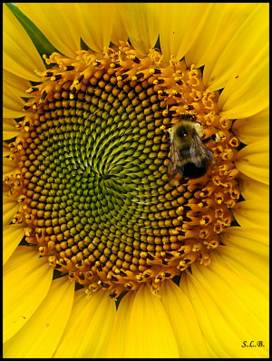 Sunflower [Listen to the post below ]