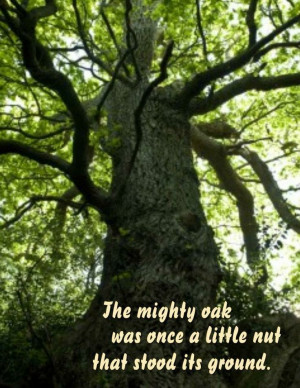 The Mighty Oak Was Once A Little Nut