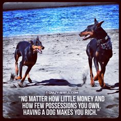 # quotes anim the love of a dog doggi speak doberman dobermans ...