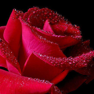 rose-petal-valentine-romantic-photo-with quotes to-share-at-facebook ...
