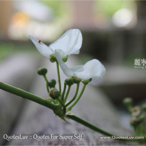 ... Plant Based Templates for Quotes. White Flowers 3.Image Size:720x720px