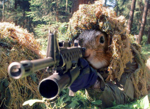 army squirrels with guns picture