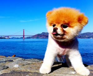 Meet Boo, 'The World's Cutest Dog'—And The Secret Facebook Employee ...