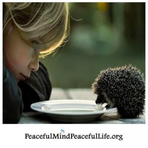 When a man becomes steadfast in his abstinence from harming others ...