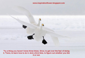 beautiful birds wallpapers with inspiration quotes part 2