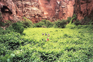 Havasu Falls Hiking Tour