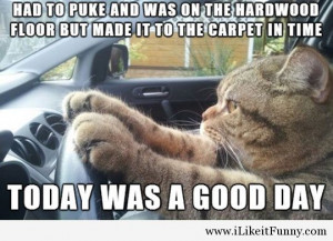 funny-cat-car-driving-carpet-floor