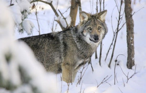 ... lulled to sleep by the sound of the howling pack. #Travel #Sweden #