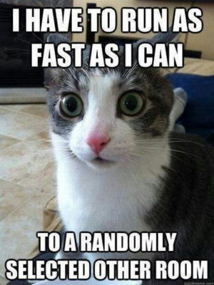 Funny Cats .. Best Funniest Cat Quotes
