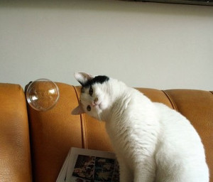 ... that curiosity survives formal education.” ~Albert Einstein #quote