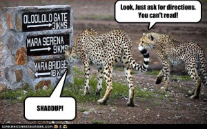 cheetah funny cheetah pictures cheetah picture cheetah photos cheetah ...