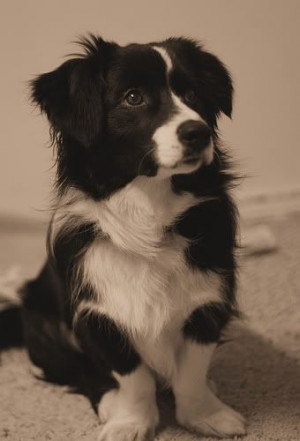 Agador Spartacus! Border Collie/Corgi Mix