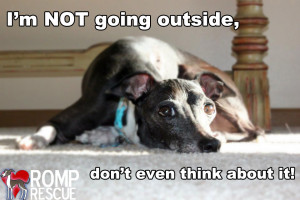 Dog-doesnt-want-to-go-outside-dog-doesnt-like-cold-dog-hates-cold.jpg
