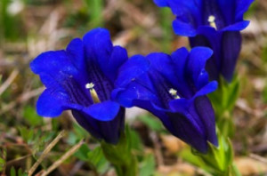 The dark blue flowers of the closed gentian.